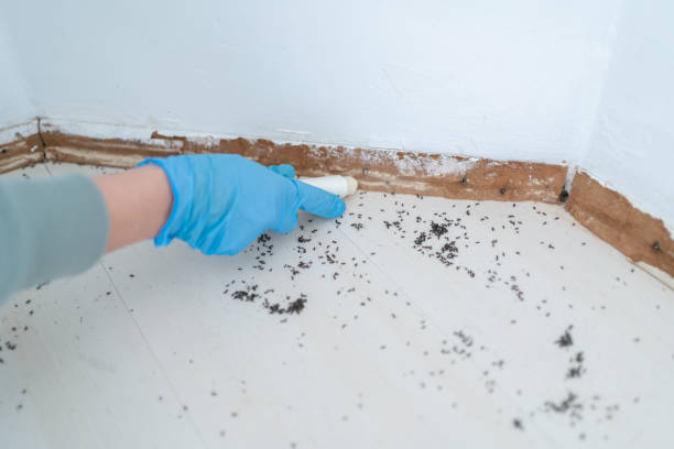 Real Estate Pest Inspections in Highwood, IL